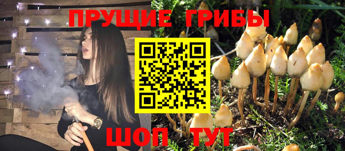 Галлюциногенные грибы Psilocybine cubensis Ярославль